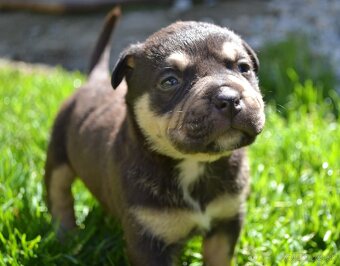 Crossbreed bully 75% - 8