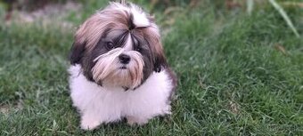 Shih tzu s PP / shi-tzu / shitzu - 8