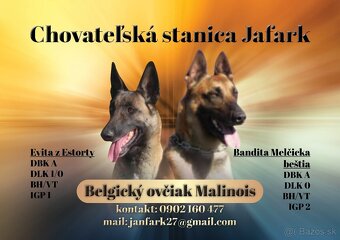 Belgický ovčiak malinois - 8