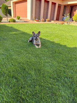 Francuzsky buldoček blue tan merle fenka a isabella fenka - 8