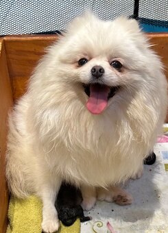 Pomeranian s pp FCI - 8