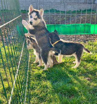 Steniatka sibirsky husky - 8