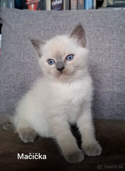 Ragdoll mačiatká na predaj - 8