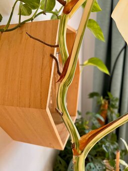 Monstera Deliciosa Albo Varegiata - 8