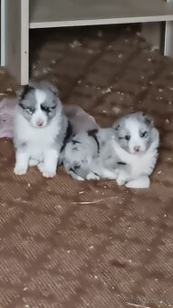 Steniatka border kolia - 8