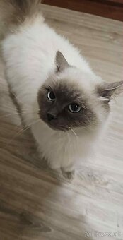 Ragdoll s britským bicolor mačiatka - 8