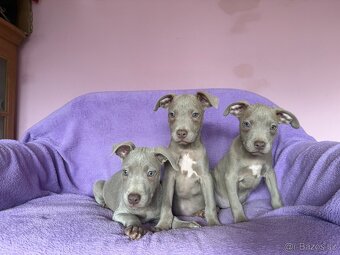 Americký pitbulterier s PP silverfawn rarita - 8