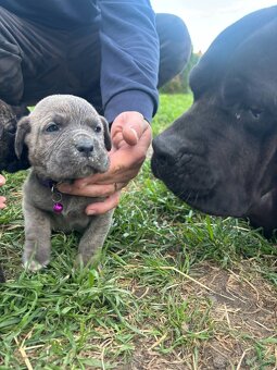 Šteniatka Cane Corso - 8