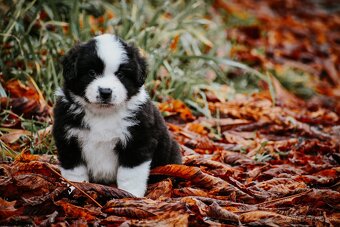 Miniatúrny americký ovčiak - 8