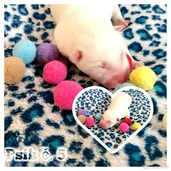 Sibírsky husky hasky - 8