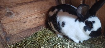 Predám králiky 2 samice - 8