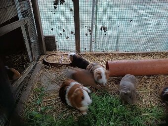 Morské prasiatko - 8