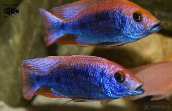 Africké cichlidy Malawi - 8