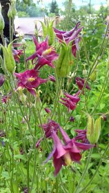 Orlíček obyčajný –Aquilegia vulgaris-prázdnokvetý a plnokvet - 8