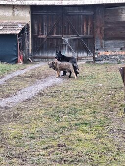 Mam na predaj stence nemeckých ovčiakov - 8