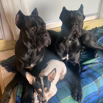 Cane Corso - na krytie - 8