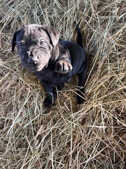 Darujem steniatka - 8