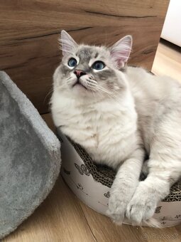 Ponukam ragdoll kocurov na krytie - 8