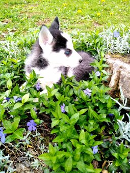 Sibirsky husky hasky - 8