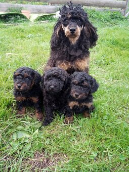 Pudel black and tan - 8
