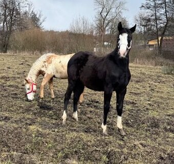 Roční American Quarter Horse black klisna, vnučka Gunnera - 8