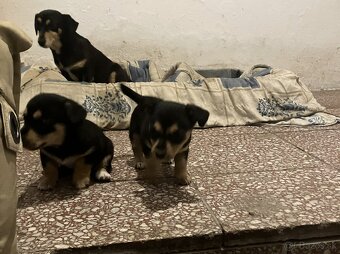 Krížený Juck Russel terier vs Jazvečík - 8