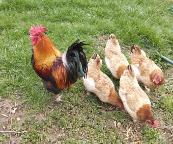 Marans pšenična, Appenzelsky chocholaci, Hamburcanky - 8