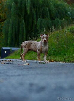 American Bully XL (Pitbull XXL) - 8