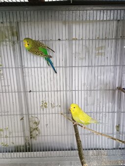 Predám mladé andulky - 8