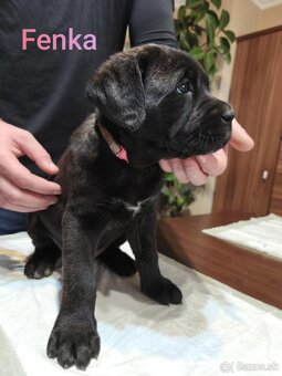 Cane Corso bez PP - 8