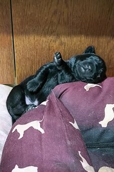 Steniatka Labrador - 8