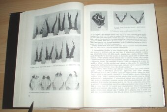 Srnčí zvěř - 8