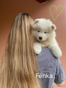Samojed šteniatka bez PP - 8