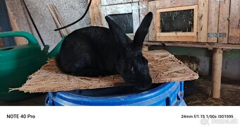 Predám burgunsky hylla český strakac - 8