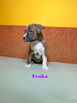 Americky Stafordšírský Terier šteniatka s PP - 8