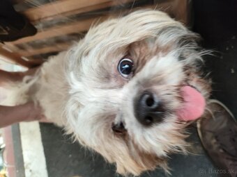 Predám šteniatka Shi tzu - 8