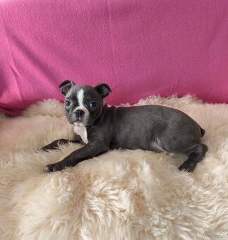 Bostonský teriér  Modré šteniatka z PP - 8