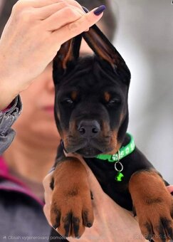 Doberman šteniatka na predaj XXL veľké plemeno - 8