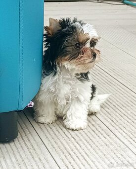 Biewer Yorkshire terrier - 8