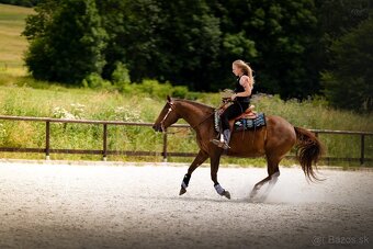 Palomino klisna American Quarter Horse, LTE rodiče i sestra - 8
