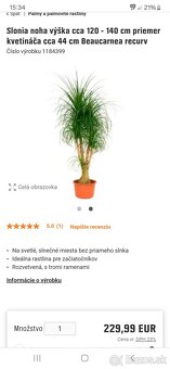 Krásna veľká slonia noha. - 8