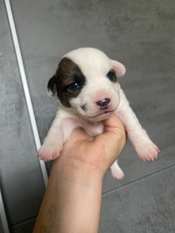 Jack Russel šteniatka - 8