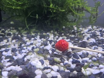 Komplet akvarium 54l + stol + ryby +dekoracie + doplnky - 8