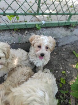 Maltipoo (malteze +Pudel = maltipoo) - 8