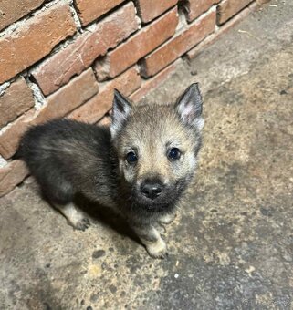 Československý vlčiak - 8