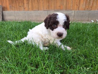 Lagotto romagnolo s PP (italský vodní pes) - 8