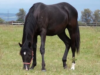 appaloosa žrebček - 8