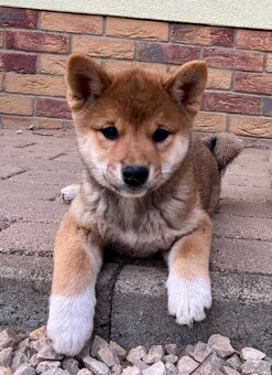 Shiba Inu - 8