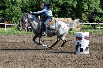 Appaloosa pripúšťanie - 8