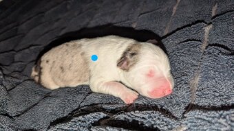 Border colia- blue merle - 8